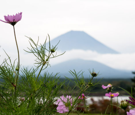Гора Фудзи, вид с озера Сёдзико (Пять Озёр Фудзи)