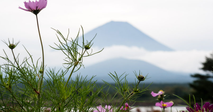 Гора Фудзи, вид с озера Сёдзико (Пять Озёр Фудзи)