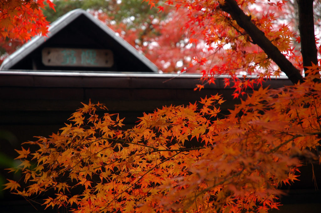 Fall foliage in Japan (Iga, Mie prefecture)