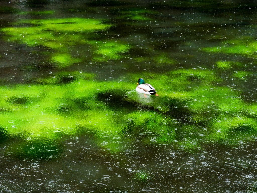Wakutama pond in Fujisan Hongu Sengen Taisha (Fujinomiya)