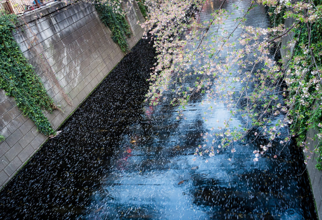 Cherry blossoms on Meguro river in Tokyo