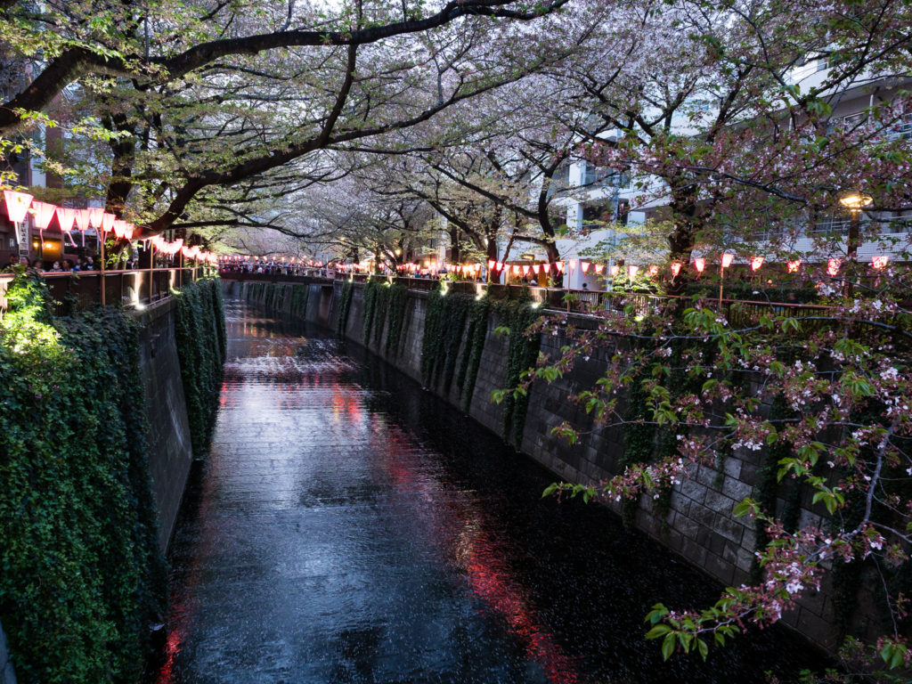 Отцветающие сакуры на реке Мэгуро в Токио