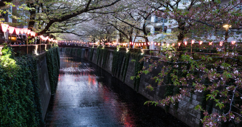 Отцветающие сакуры на реке Мэгуро в Токио