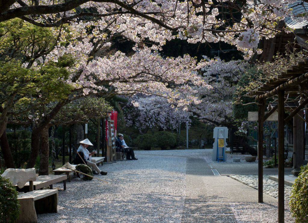Сакуры вТайрюдзи, храме номер 21 паломничества Сикоку-хэнро - префектура Токусима, Япония