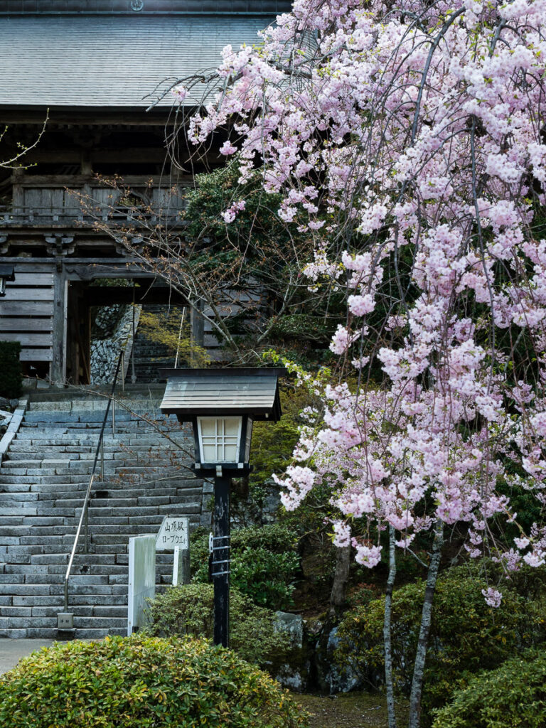 Сакуры в Тайрюдзи, храме номер 21 паломничества Сикоку-хэнро - префектура Токусима, Япония