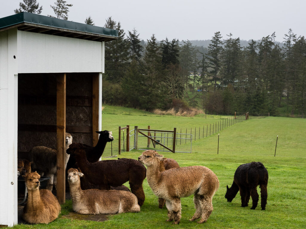 Krystal Acres Alpaca Farm (San Juan Island, WA)