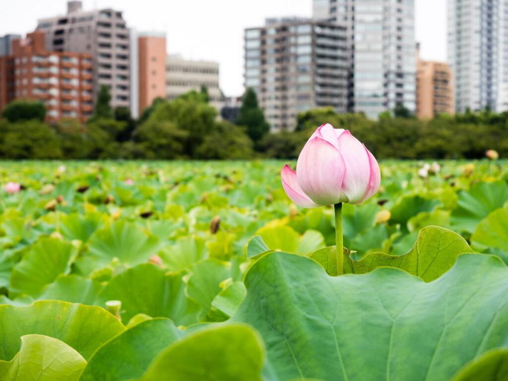Shinobazu pond in Ueno park with lotus flowers blooming (Tokyo, Japan)