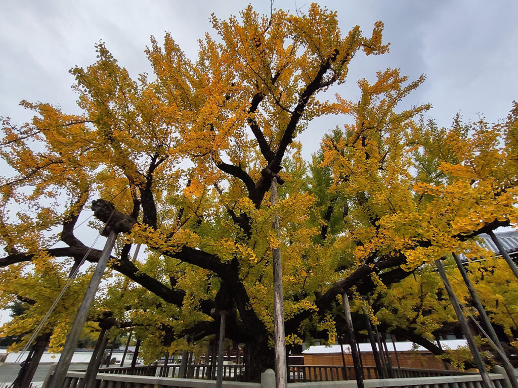 Четырёхсотлетнее дерево гинко в храме Ниси Хонгандзи, Киото, Япония