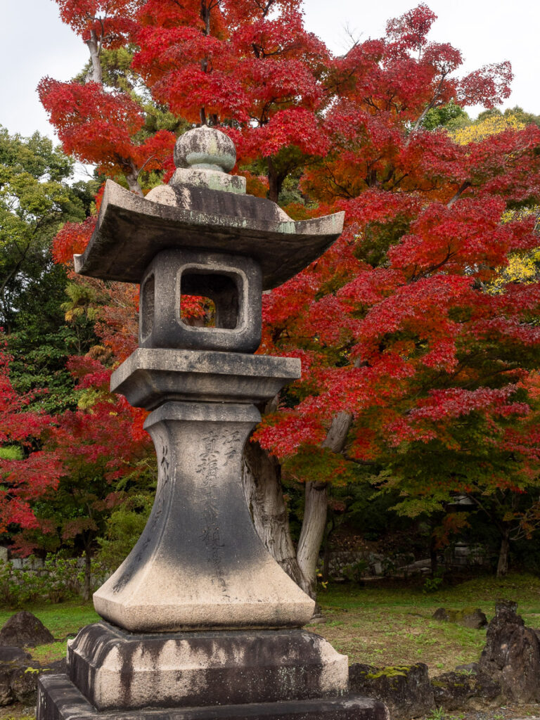 Красные клёны в храме Тисякуин осенью - Киото, Япония