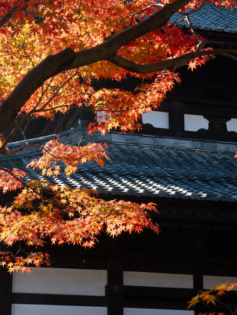Красные клёны в храме Тофукудзи - Киото, Япония.
