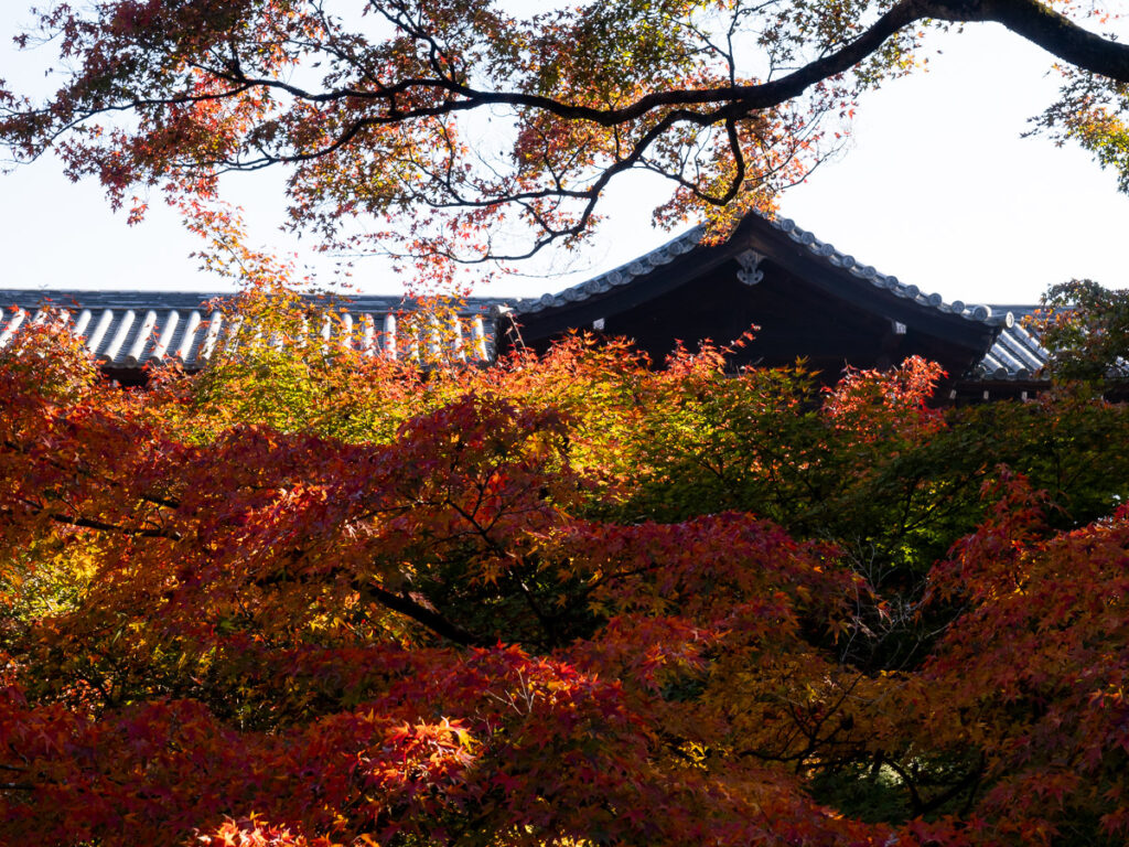 Мост Цутэнкё и красные клёны в храме Тофукудзи - Киото, Япония.