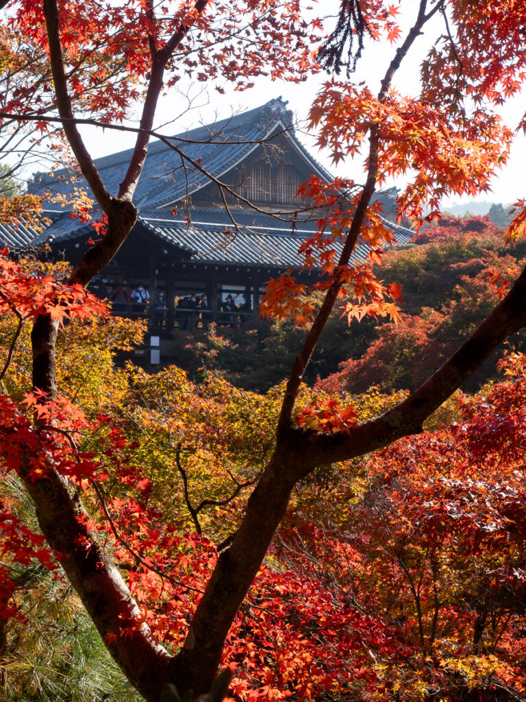 Мост Цутэнкё и красные клёны в храме Тофукудзи - Киото, Япония.