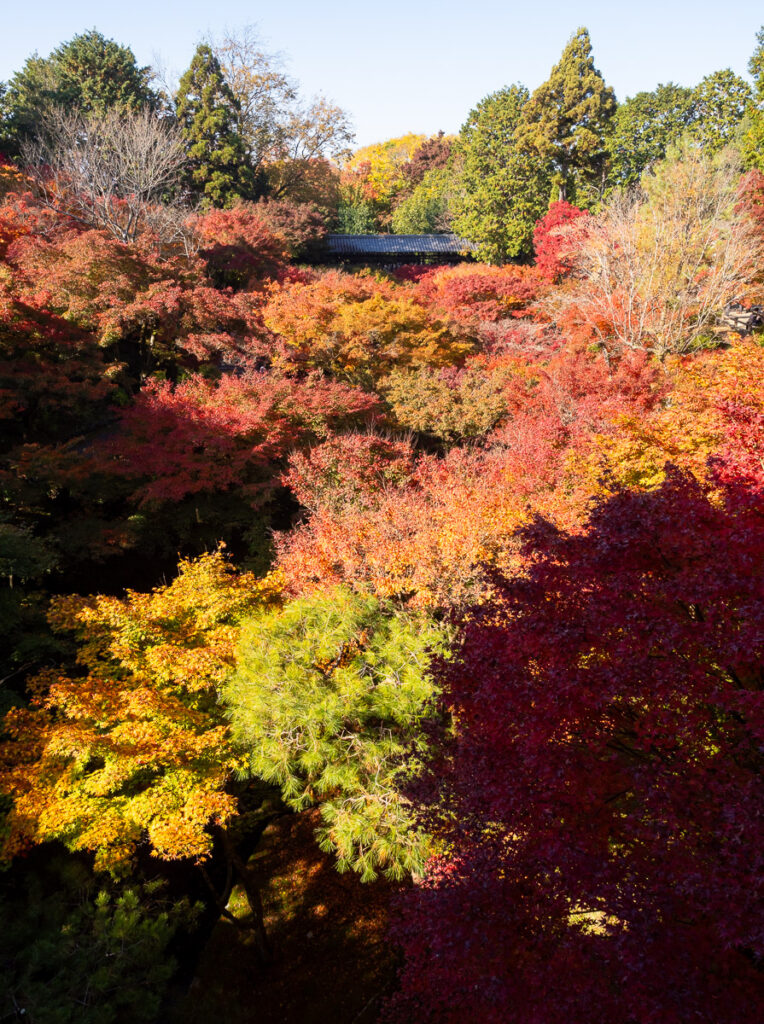 Осенний вид с моста Цутэнкё в храме Тофукудзи - Киото, Япония.