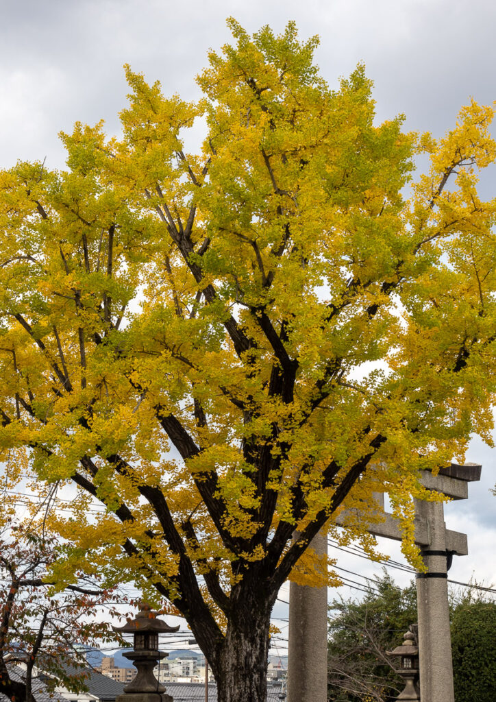 Дерево гинкго на территории святилища Тоёкуни осенью - Киото, Япония.