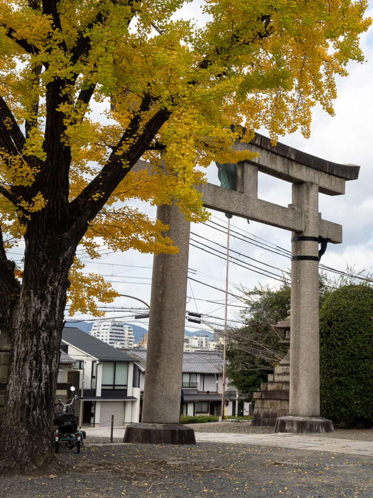 Дерево гинкго и тории святилища Тоёкуни осенью - Киото, Япония.